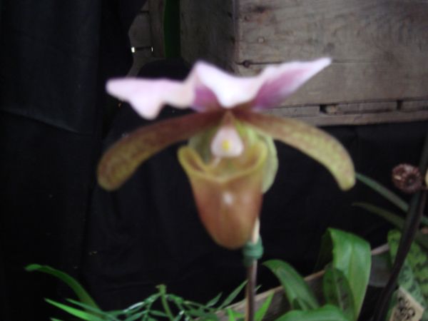 orquis_10.jpg