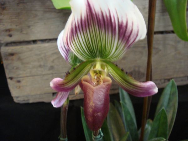 orquis_11.jpg