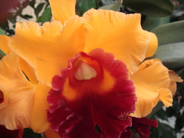 orquis_13.jpg