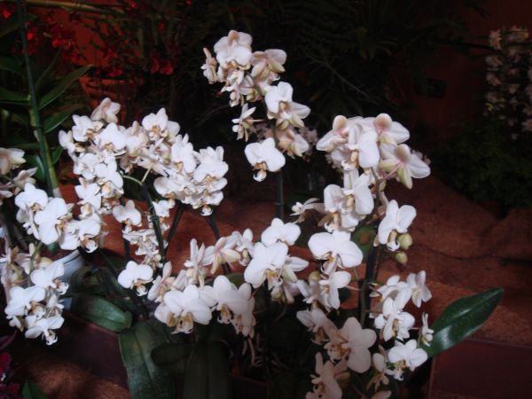 orquis_14.jpg