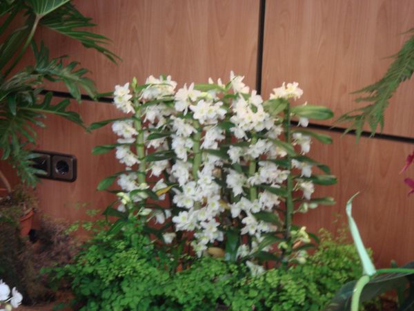 orquis_16.jpg