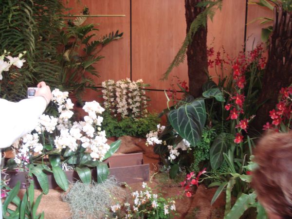 orquis_17.jpg