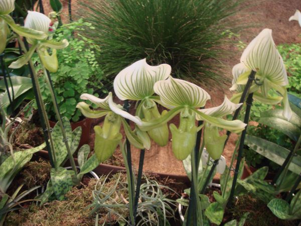 orquis_19.jpg