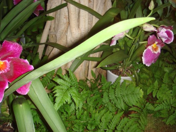 orquis_26.jpg