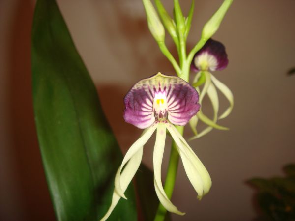 orquis_30.jpg