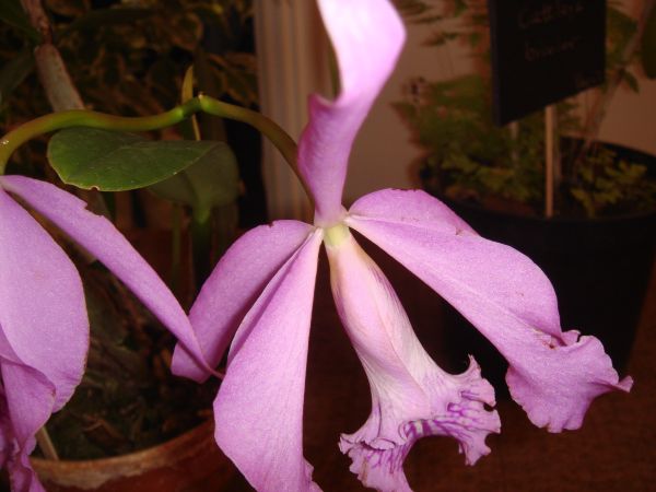 orquis_31.jpg