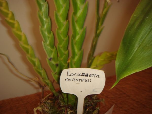 orquis_33.jpg