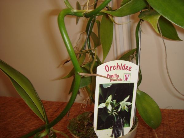 orquis_34.jpg