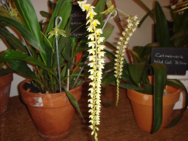 orquis_35.jpg