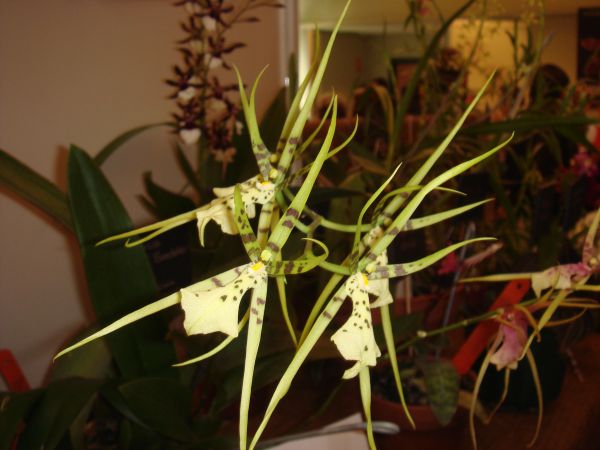 orquis_36.jpg