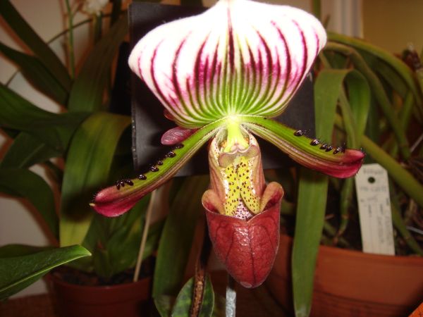 orquis_37.jpg