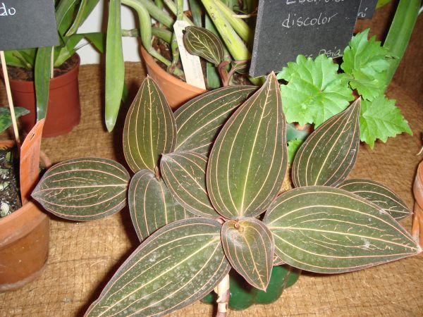 orquis_38.jpg