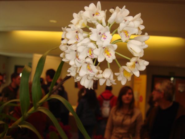 orquis_39.jpg