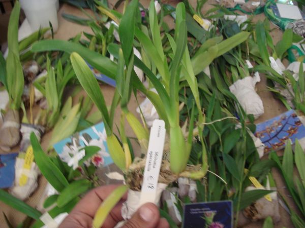 orquis_4.jpg