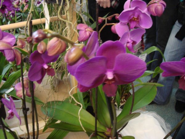 orquis_5.jpg