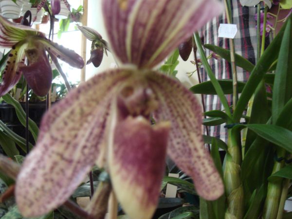 orquis_6.jpg