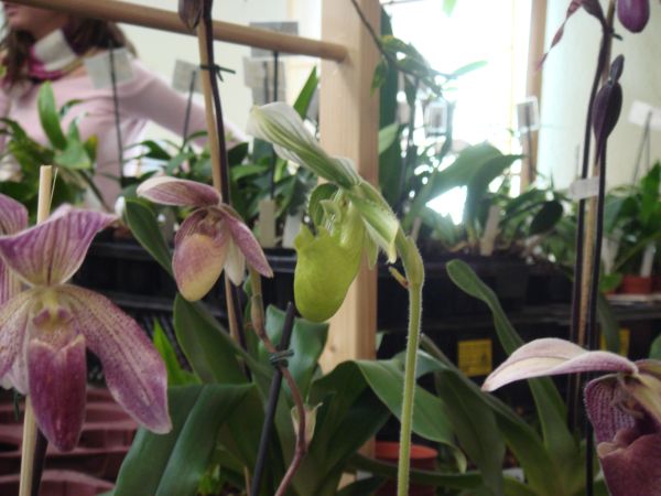 orquis_7.jpg