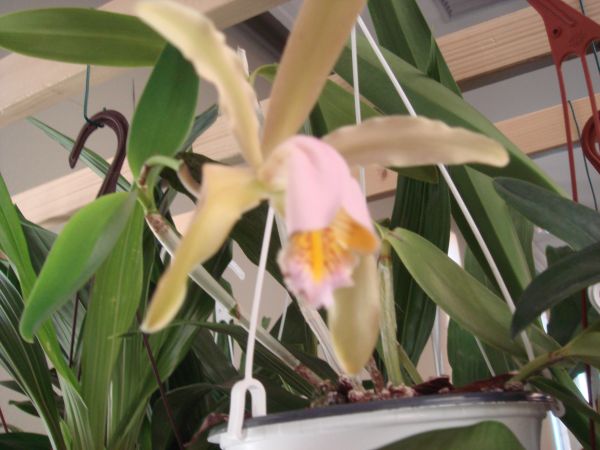 orquis_8.jpg