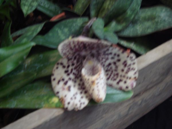 orquis_9.jpg