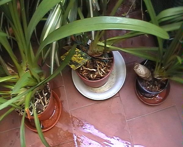 orquis_conjunto.jpg