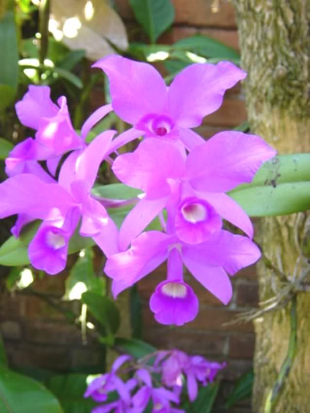 orquisanapatricia-1.jpg