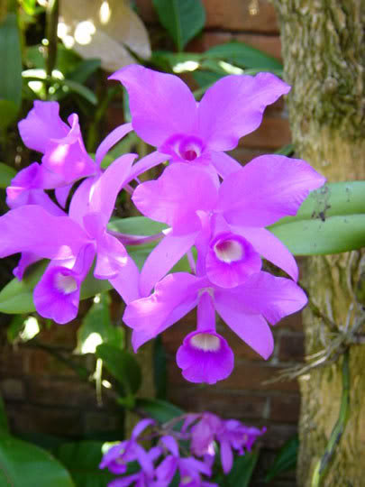 orquisanapatricia.jpg