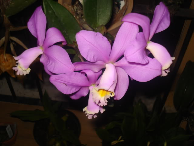 orquisdeacua018.jpg