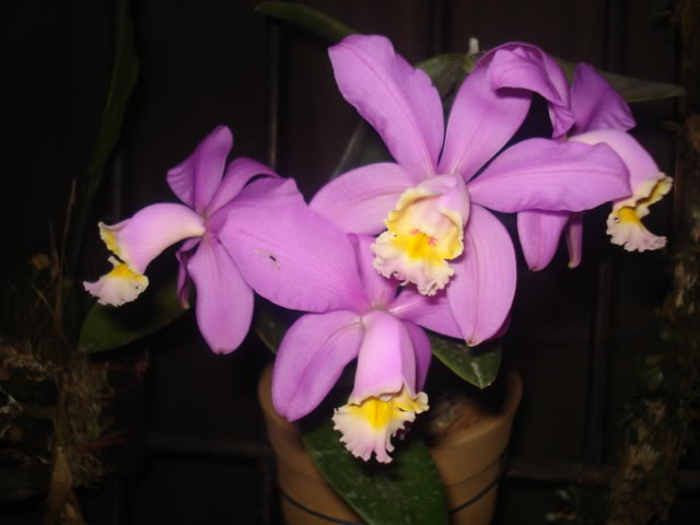 orquisdeacua020.jpg
