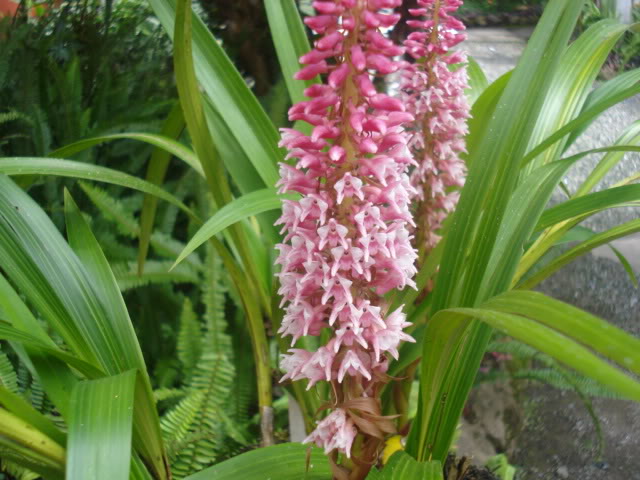 orquisdeacua027.jpg
