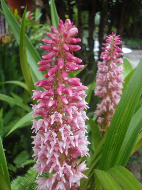 orquisdeacua028.jpg