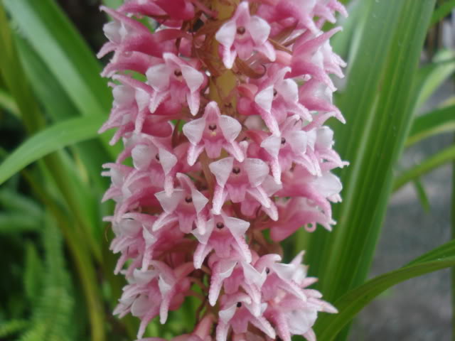 orquisdeacua029.jpg