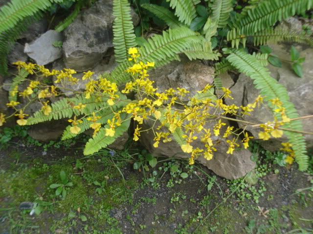 orquisdeacua031.jpg