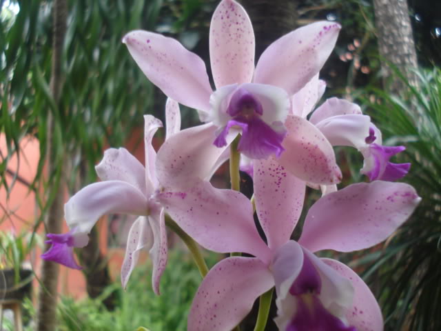 orquisdeacua033.jpg