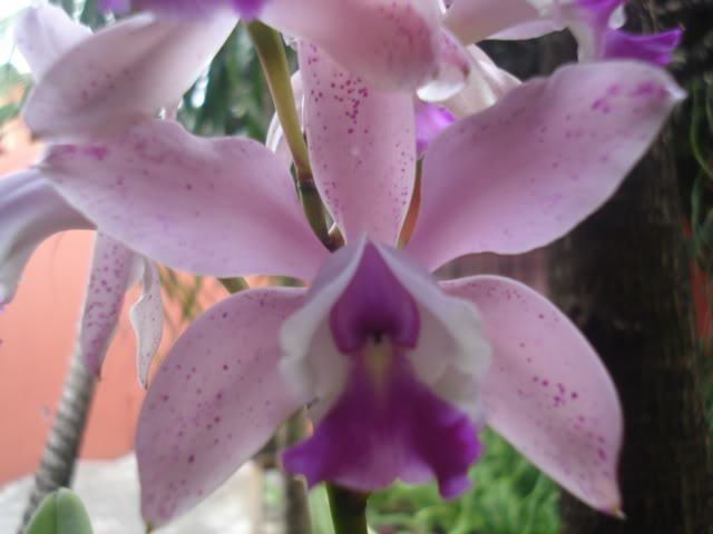 orquisdeacua034.jpg