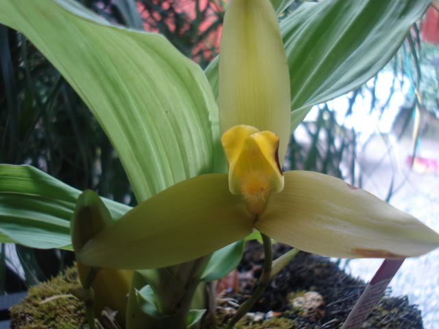 orquisdeacua036.jpg
