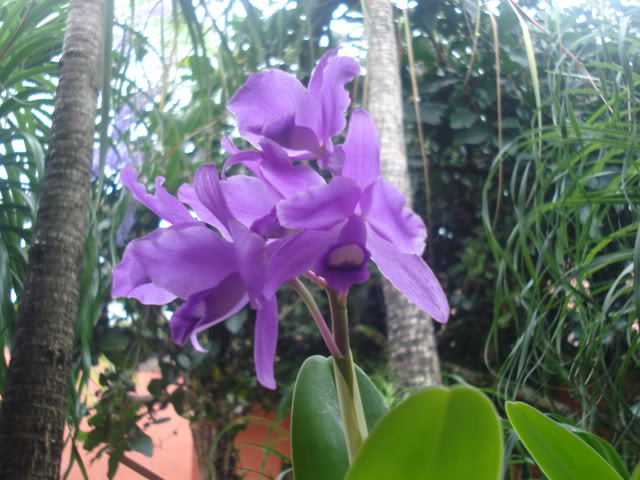 orquisdeacua037.jpg