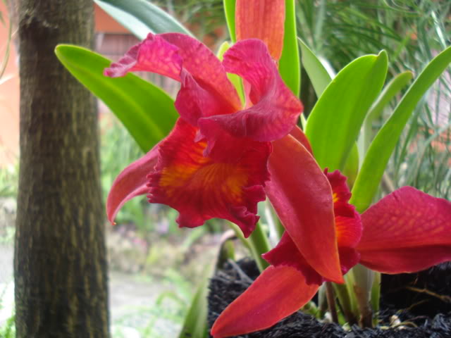 orquisdeacua038.jpg