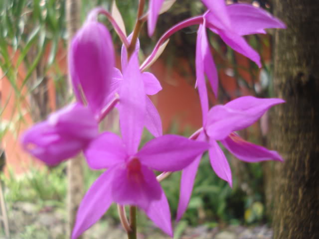 orquisdeacua040.jpg