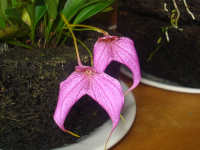 orquisdeacua044.jpg