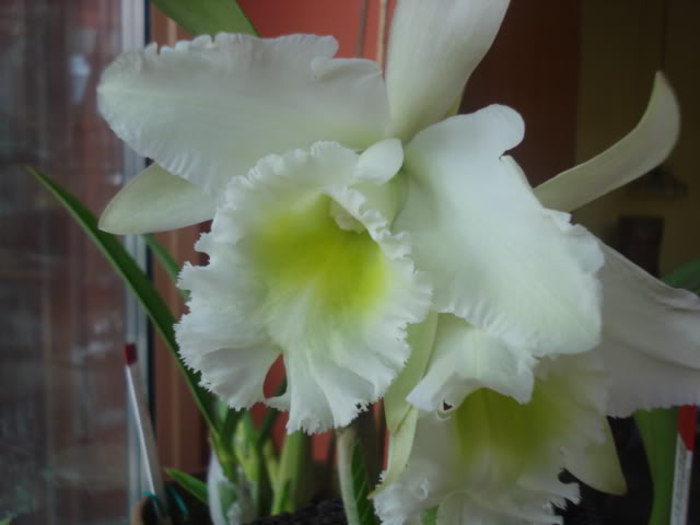orquisdeacua045.jpg