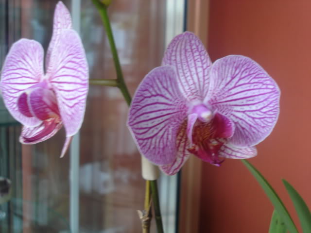 orquisdeacua046.jpg