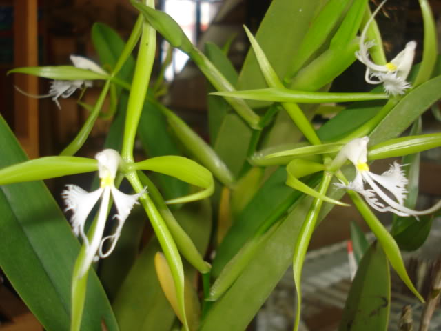 orquisdeacua047.jpg