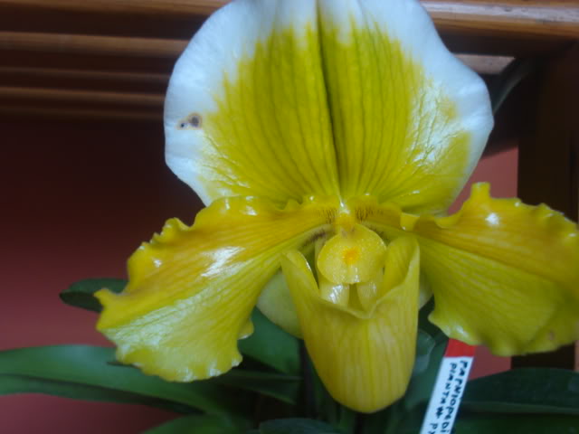 orquisdeacua049.jpg