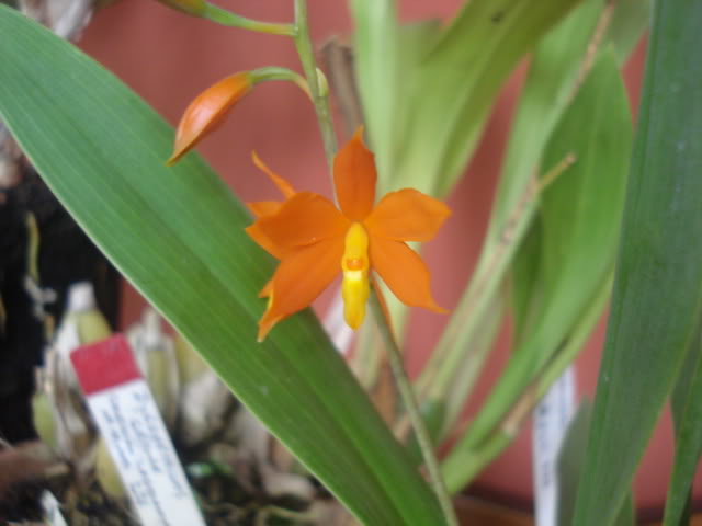 orquisdeacua051.jpg
