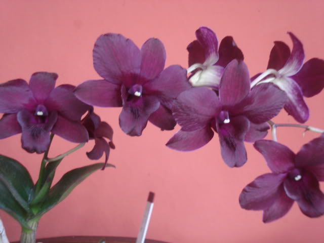 orquisdeacua052.jpg