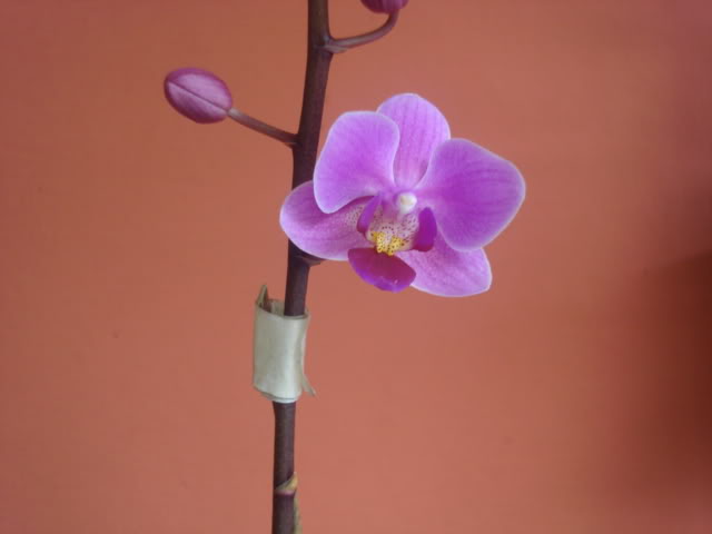 orquisdeacua053.jpg