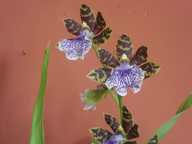 orquisdeacua054.jpg