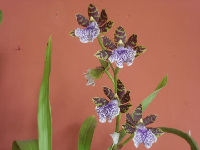 orquisdeacua055.jpg