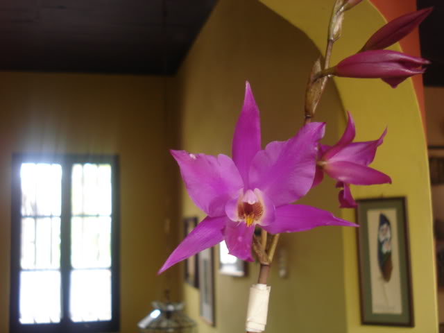 orquisdeacua057.jpg