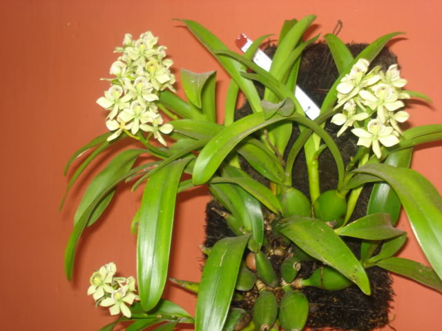 orquisdeacua059.jpg